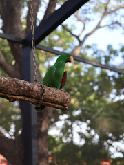 A beautiful green colour Moluccan eclectus parrot is sitting in a wood.