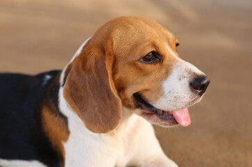 A picture of a healthy and beautiful Beagle dog sitting on the ground.