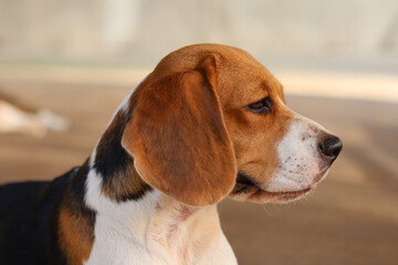 A image of a healthy and beautiful Beagle dog sitting on the ground.