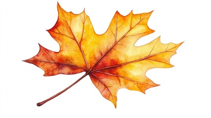 Obraz premium Yellow and orange autumn maple leaf isolated on a white background illustrated in watercolor