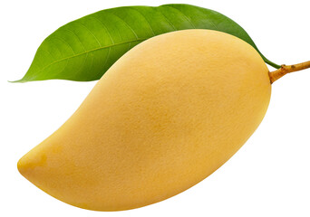 Yellow Mango with leaf on white background, Sweet Yellow Mango tropical fruit isolate on white PNG File.