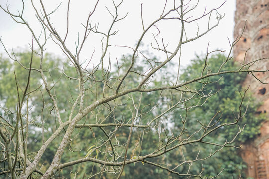 Tree without leaves