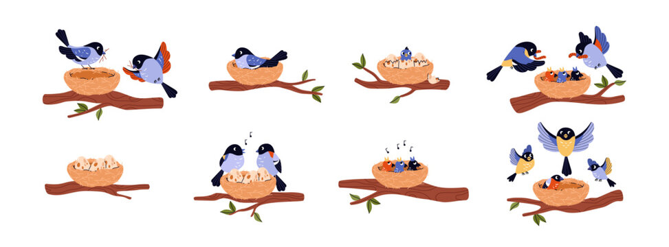 Cute bird family home vector flat set, couple of blue birds hatches eggs in the nest on tree branch, cares for offspring