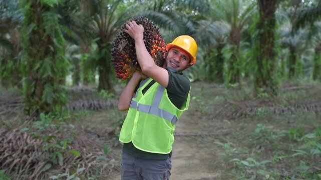 Asian Farmer Palm Oil Man shouldered palm oil fruit smiling at the camera with a safety helmet and work vest
