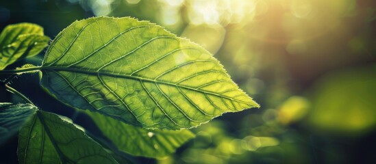 Close up view of a young green leaf in sunlight ideal for use as a background or fresh ecology copy space image