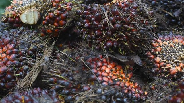 Close up video Piles of Oil Palm Fruits on a palm oil plantation owned by local farmers