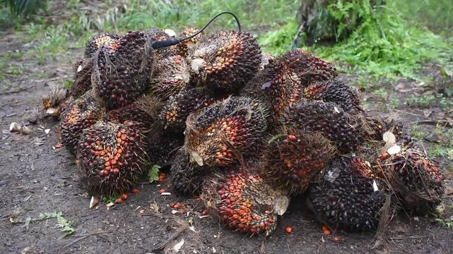 Piles of Oil Palm Fruits on a palm oil plantation owned by local farmers