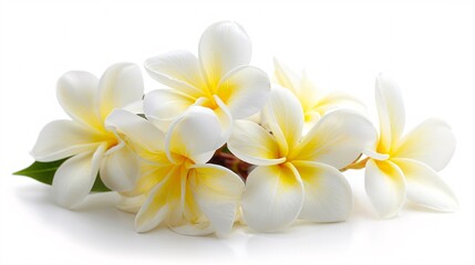 Naklejka premium 07231249 552. Detailed side view of a white and yellow Plumeria flower bouquet, highlighting the vibrant colors and intricate textures, set against a clean white background