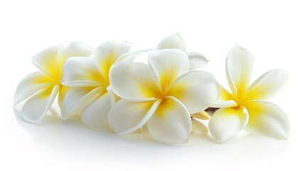 07231249 554. High-resolution side view of a white and yellow Plumeria bouquet, with a focus on the detailed petals and arrangement, isolated on a pure white background