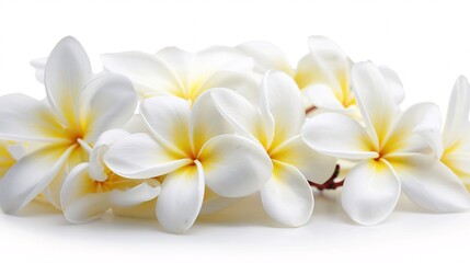 07231249 553. Artistic close-up of a white Plumeria (Frangipani) flower bunch with a side view, featuring white and yellow blooms isolated on a white background