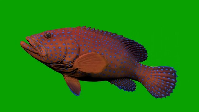 A cute fish Swim Green Screen 3D Rendering Animation