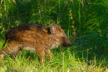 Młody dzik żerujący na tle skrzypu polnego   Young wild boar feeding on horsetail © Adrian White