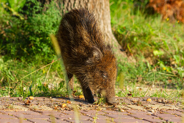 Dzik zjadający żołędzie z kostki brukowej   Wild boar eating acorns from paving stones © Adrian White