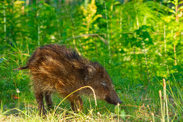 Młody dzik żerujący na tle skrzypu polnego   Young wild boar feeding on horsetail © Adrian White