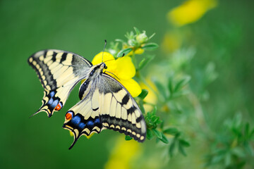 Beautiful Swallowtail Butterfly (Papilio machaon) on yellow flower close up. Insect macro photography