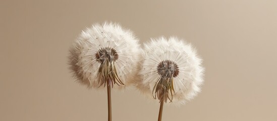 Copy space image showcasing a pair of fluffy dandelions against a beige backdrop