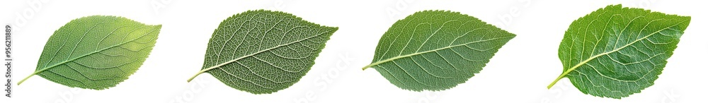 Canvas Prints Isolated apple leaf with clipping path on white background