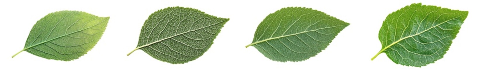 Fototapeta premium Isolated apple leaf with clipping path on white background