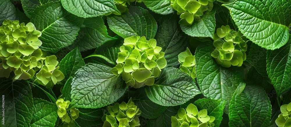 Poster green hydrangea flower leaf patterns can be seen in a copy space image