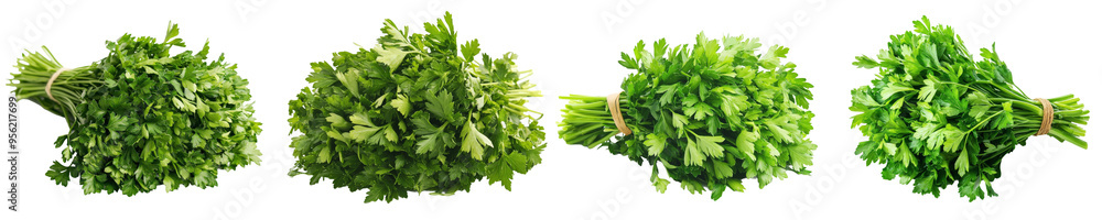 Poster this is a parsley bunch isolated on a white background with a clipping path and full depth of field