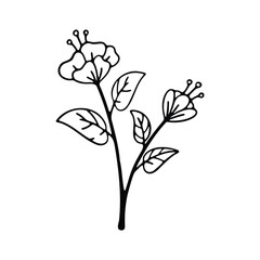A black-and-white hand-drawn illustration of a flowering branch featuring delicate petals and leaves