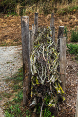 Dry hedge or Benjes hedge made of maintenance pruning branches, dead wood and roots,...