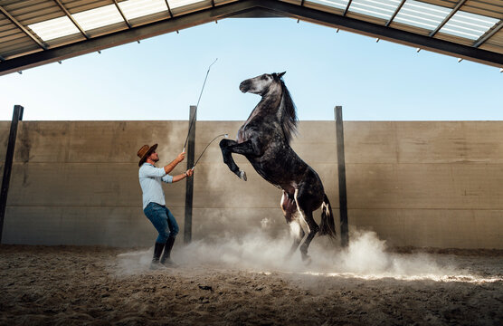 Man training a rearing horse during a dressage session in an indoor arena