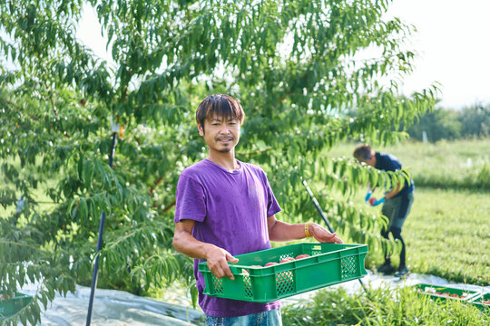 収穫した桃のカゴをかかえる日本の農家さん