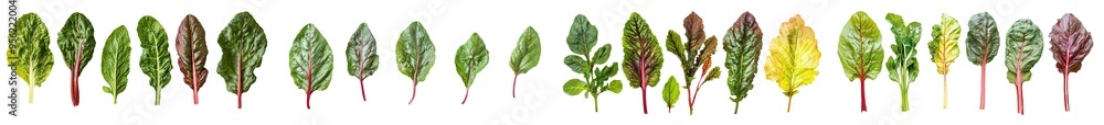 Poster a full depth of field image of beetroot leaves isolated on white background, clipping path