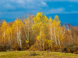 Colorful autumn yellow trees with blue sky autumn landscape background