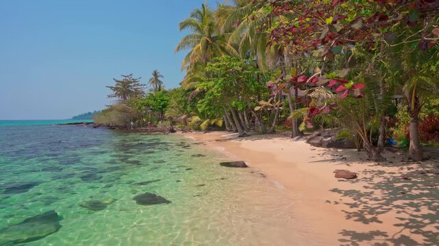Tropical beach with scenery palm tree and crystal clear ocean water on nature background 4K