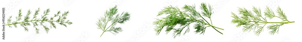 Poster clipping path, full depth of field, dill isolated on white background