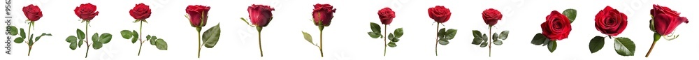 Poster isolated red rose on white background with clipping path, depth of field is full