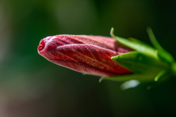 Macro Photo of Blooming Rose