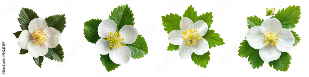 Poster a strawberry flower is isolated on a white background, with full depth of field and clipping path