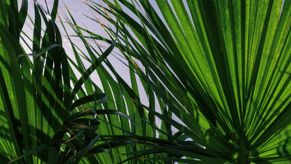 fresh palm tree branches bottom view