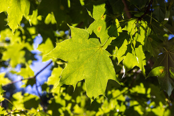 the green foliage of maples in sunny weather