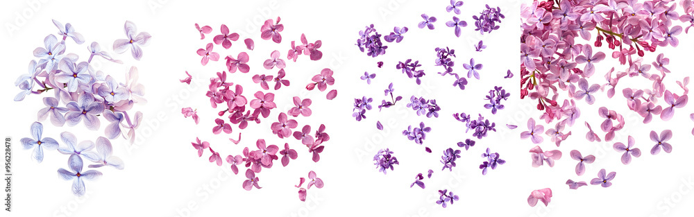 Poster isolated fallen lilac flower, full depth of field, with clipping path