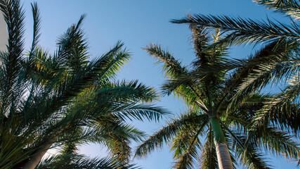 high palm trees pattern on white background