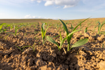 a field with a corn harvest in the evening