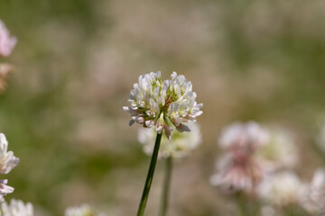 a clover blooming with white flowers in early summer