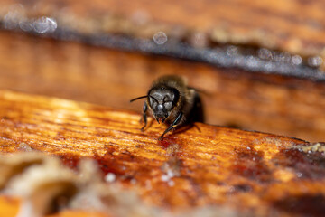a bee hive with honey bees in sunny weather in summer