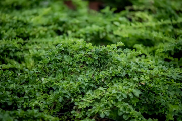 The green plant in the garden