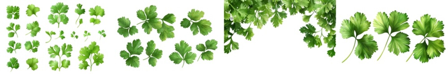 The coriander leaf is isolated on a white background, with a full depth of field