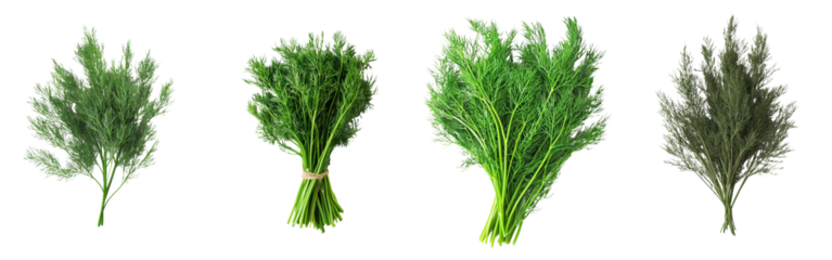 The dill is isolated on a white background, with a depth of field of 100 percent