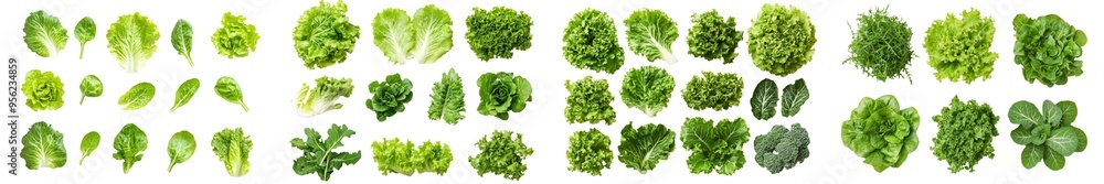 Poster an isolated roman lettuce leaf is shown in full depth of field on a white background