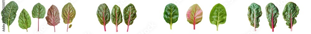 Poster a full depth of field image of red veined sorrel leaves on a white background