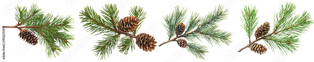 Poster a fir and cone are isolated on a white background, with full depth of field