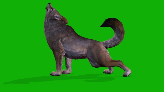 A Clever Fox Howl Scene From Left Side On Green Screen - 3D Rendering Animation