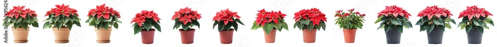 Aufkleber the poinsettia is isolated on a white background with a full depth of field.